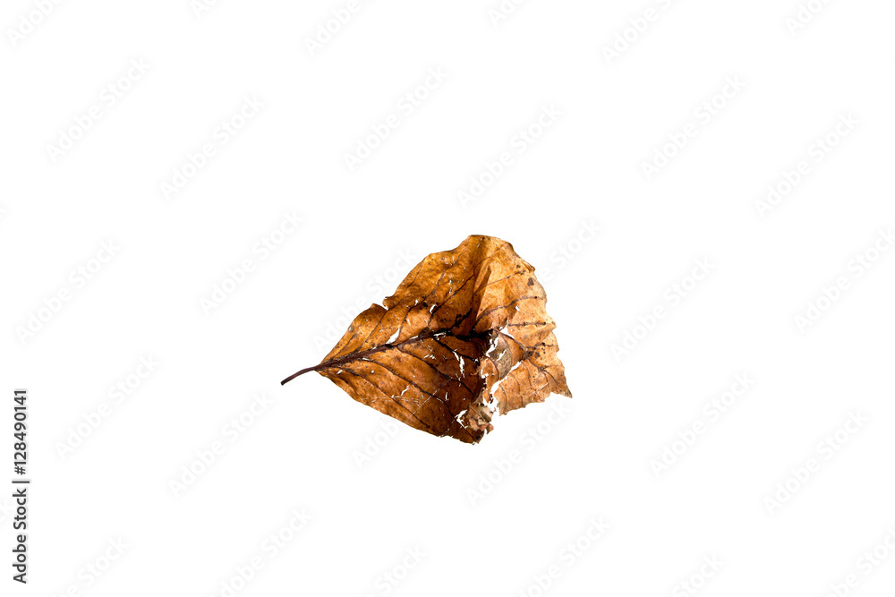 Autumn Leaf Autumn Leaf