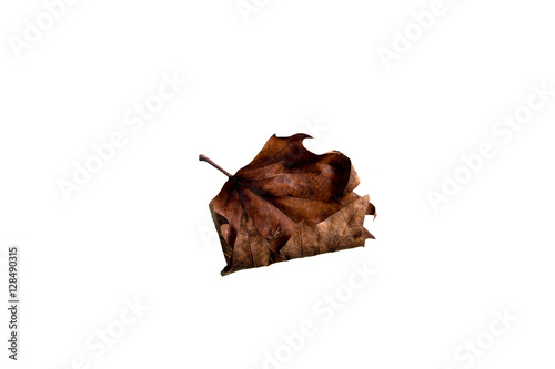 Autumn Leaf