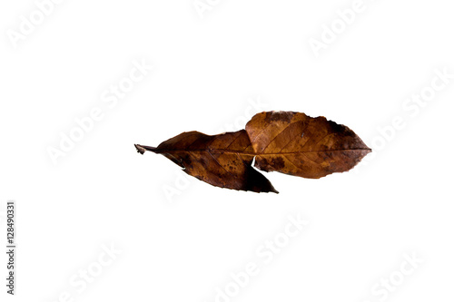 Autumn Leaf