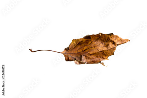 Autumn Leaf