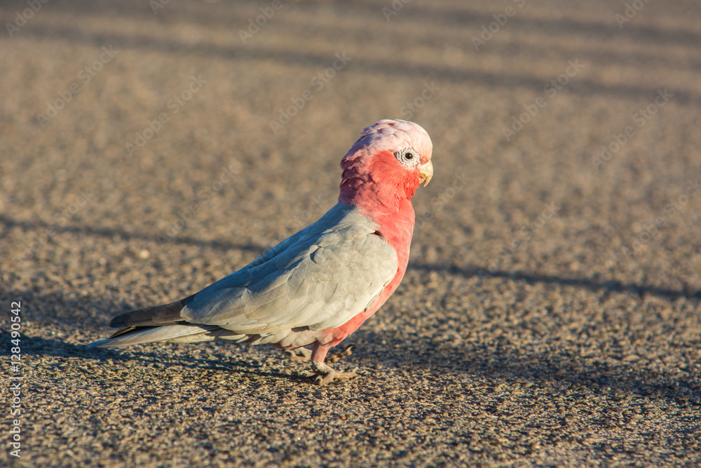 Fototapeta premium Pink and Grey Cockatoo/Western Australia Wildlife. australia red and white parrot cacatua in the way near West coast.