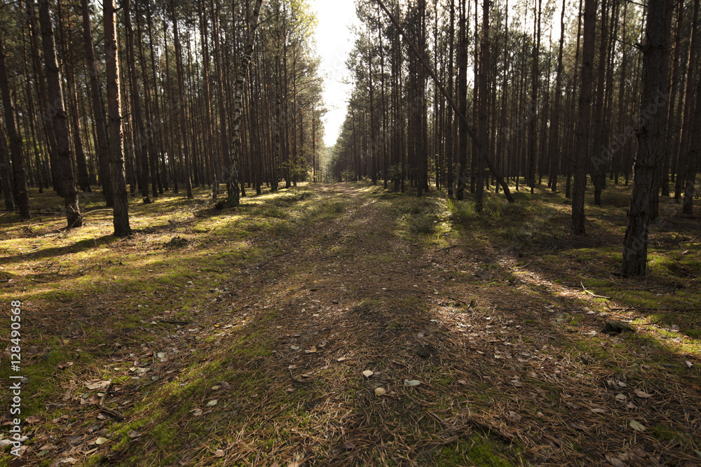 Fototapeta premium Autumn theme.