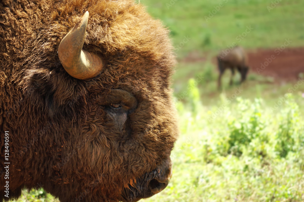 bison grazing in field , bison head closeup bison grazing in field , bison head closeup