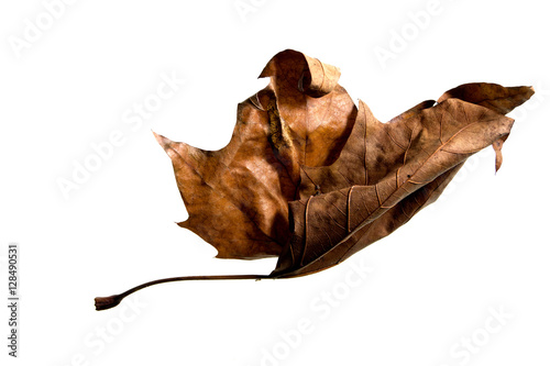 Autumn Leaf