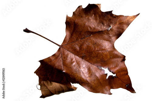 Autumn Leaf