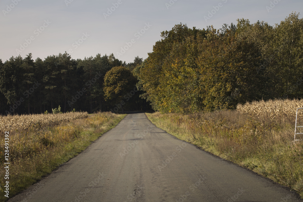 Fototapeta premium Autumn theme.