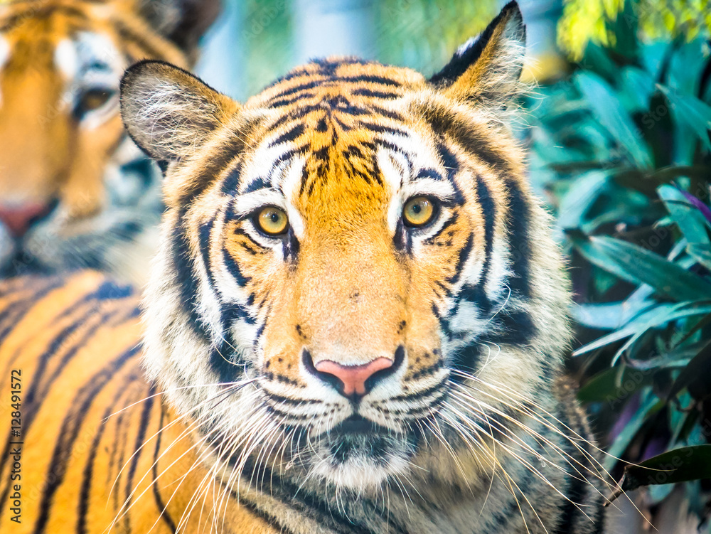 Obraz premium tiger in the nature