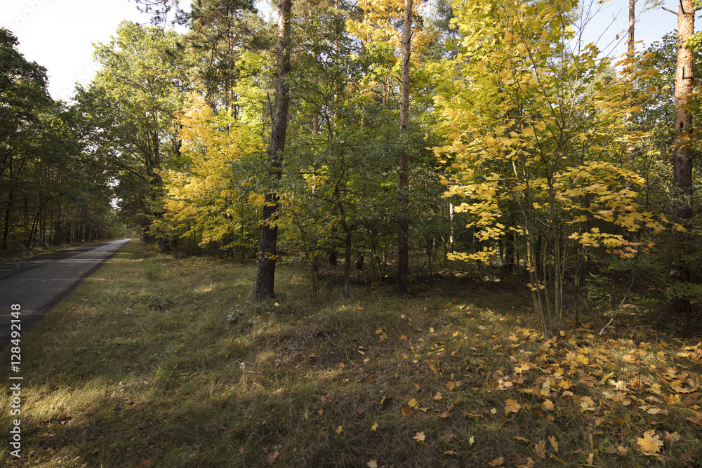 Naklejka premium Autumn theme.