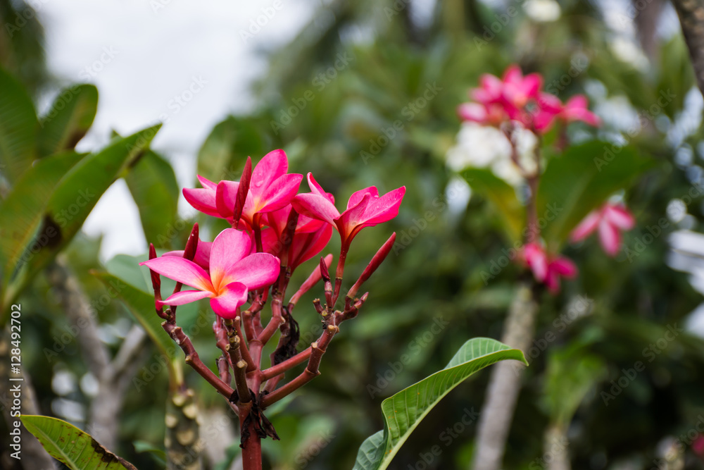 flower flower