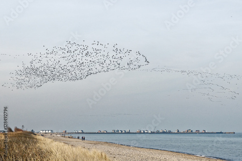 Flock of birds swarming in the sky