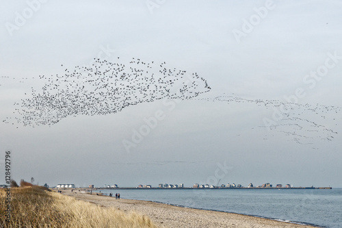 Flock of birds swarming in the sky photo