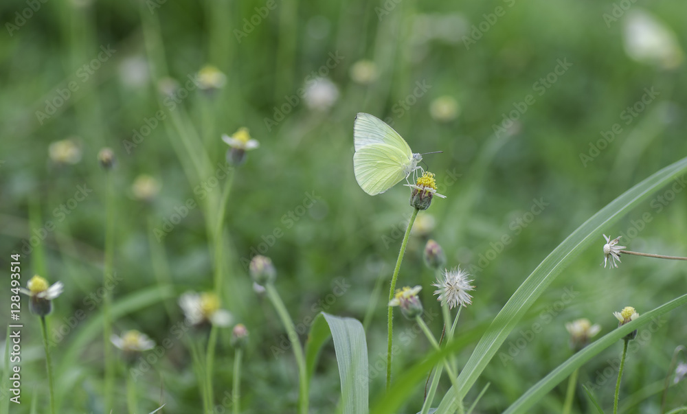 Yellow Butterfly sucking nectar from flowers . Yellow Butterfly sucking nectar from flowers .