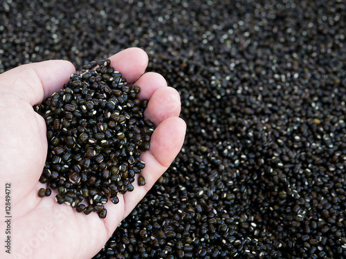 Black gram or Back Mung bean in hand.