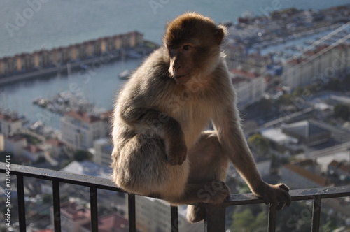 mono en ciudad 2 © abfornell