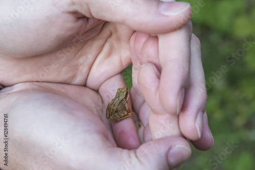 Ein kleiner Frosch in der Hand einer Frau