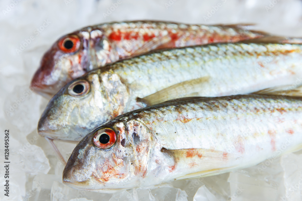 raw fish on ice goatfish surmillet raw fish on ice goatfish surmillet