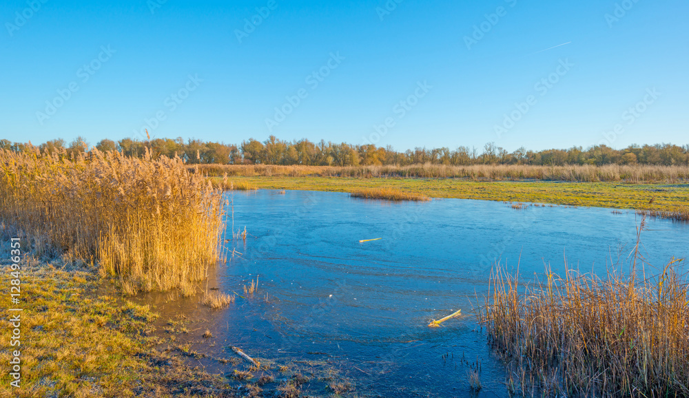 Shore of a frozen lake in sunlight in autumn