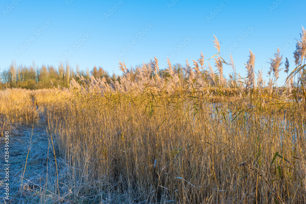 Shore of a frozen lake in sunlight in autumn Shore of a frozen lake in sunlight in autumn