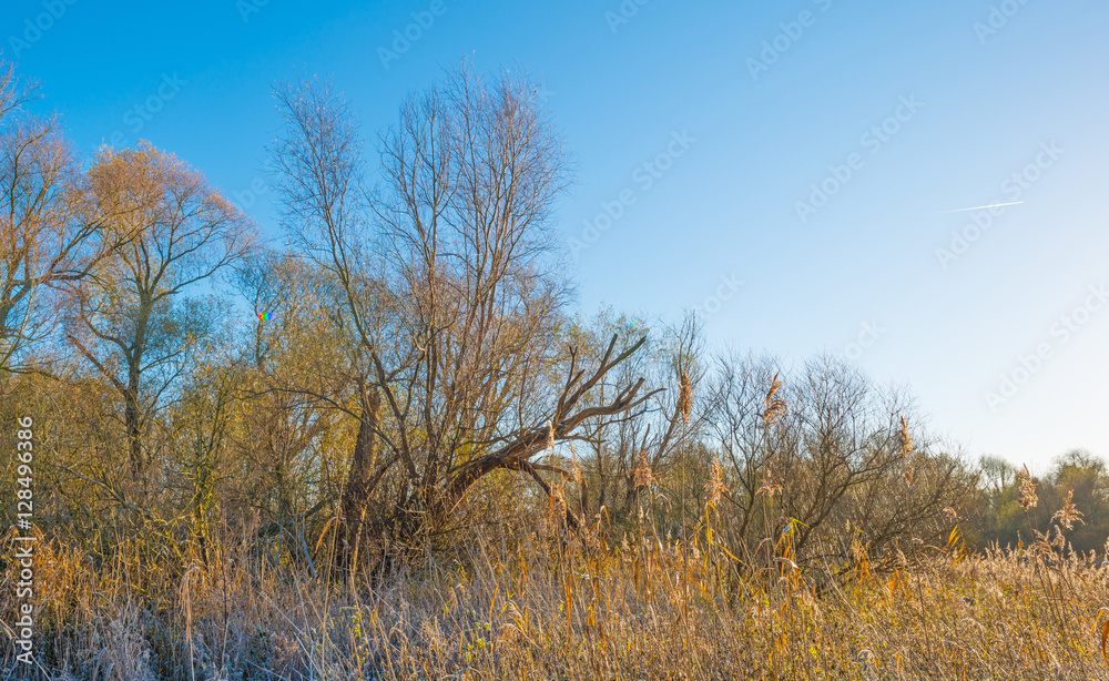 Trees in a field in sunlight in autumn Trees in a field in sunlight in autumn