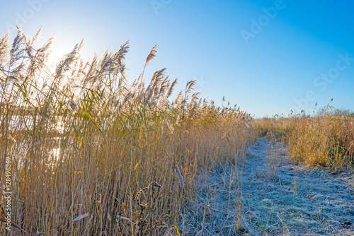 Shore of a frozen lake in sunlight in autumn