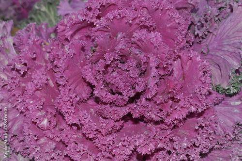 lechuga rosa