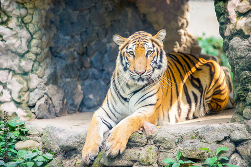 Fototapeta Naklejka Na Ścianę i Meble -  tiger lay on the stone ground
