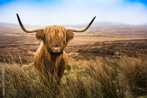 Scottish Highland Cow-koe in het veld kijkend naar de camera, Highland