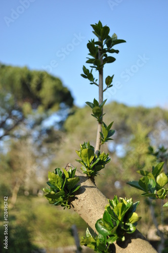 nueva primavera