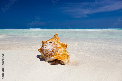 Sea shell on beach, close up