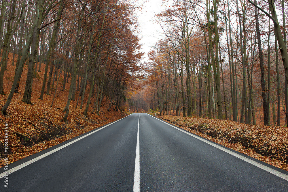 Fototapeta premium autumn straight road across forest