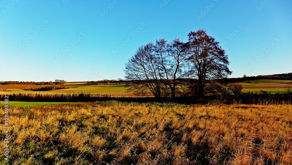 Eiche in einer spätherbstlichen Graslandschaft