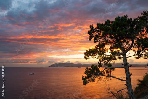 Pine tree over sea on fire sunset © Maxim B