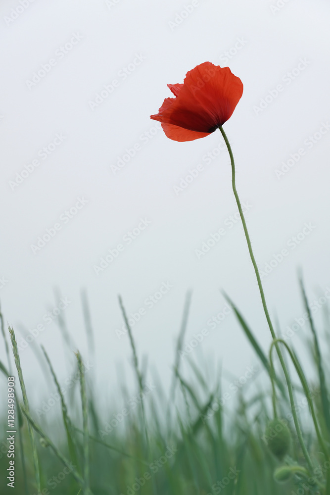 Naklejka premium single red poppy in the field against grey sky