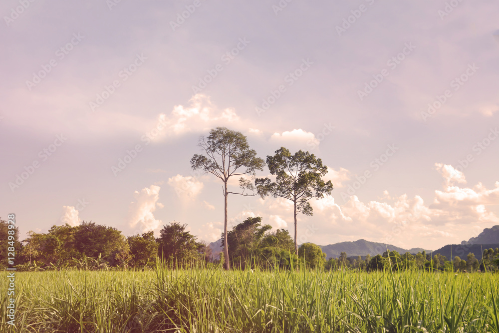 Mountain landscape view with the forest background Mountain landscape view with the forest background