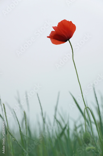single red poppy in the field against grey sky