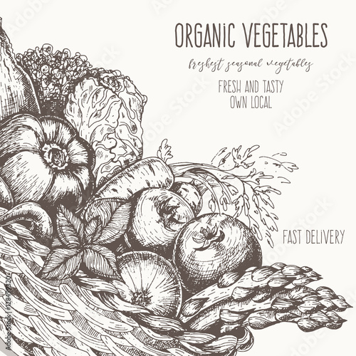Fresh vegetables in basket vector illustration. Natural farm food. Drawn in ink