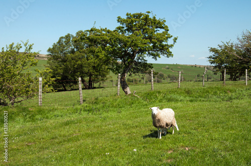 Agricultural scenery in the British countryside. © Jenn's Photography 