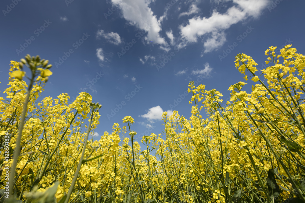 Oil seed rape field Oil seed rape field