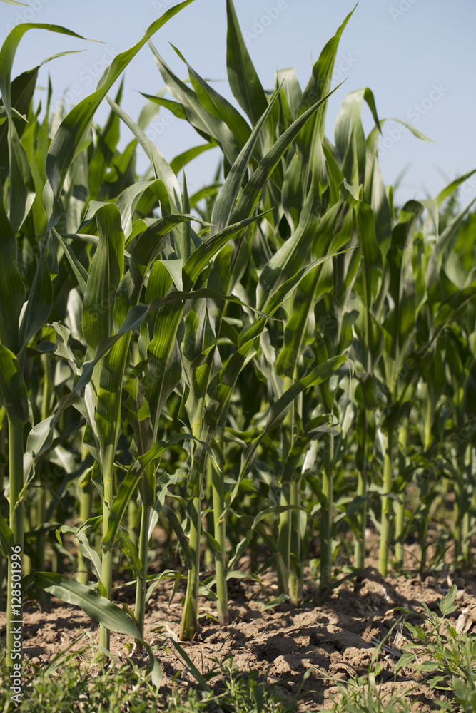 Corn field sunny summer day. Close-up. Focus on foreground Corn field sunny summer day. Close-up. Focus on foreground