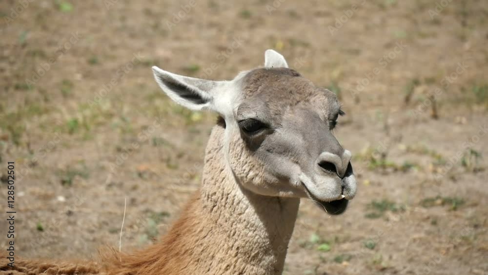 small lama in a field, slow motion small lama in a field, slow motion