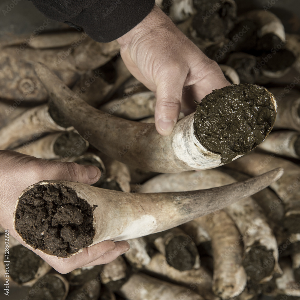 Filling cow horns with manure to make biodynamic horn manure 500 for