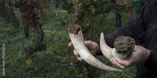 Filling cow horns with manure to make biodynamic horn manure 500 for use on the vineyards photo