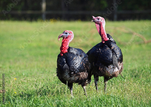 Two turkey on a green meadow 