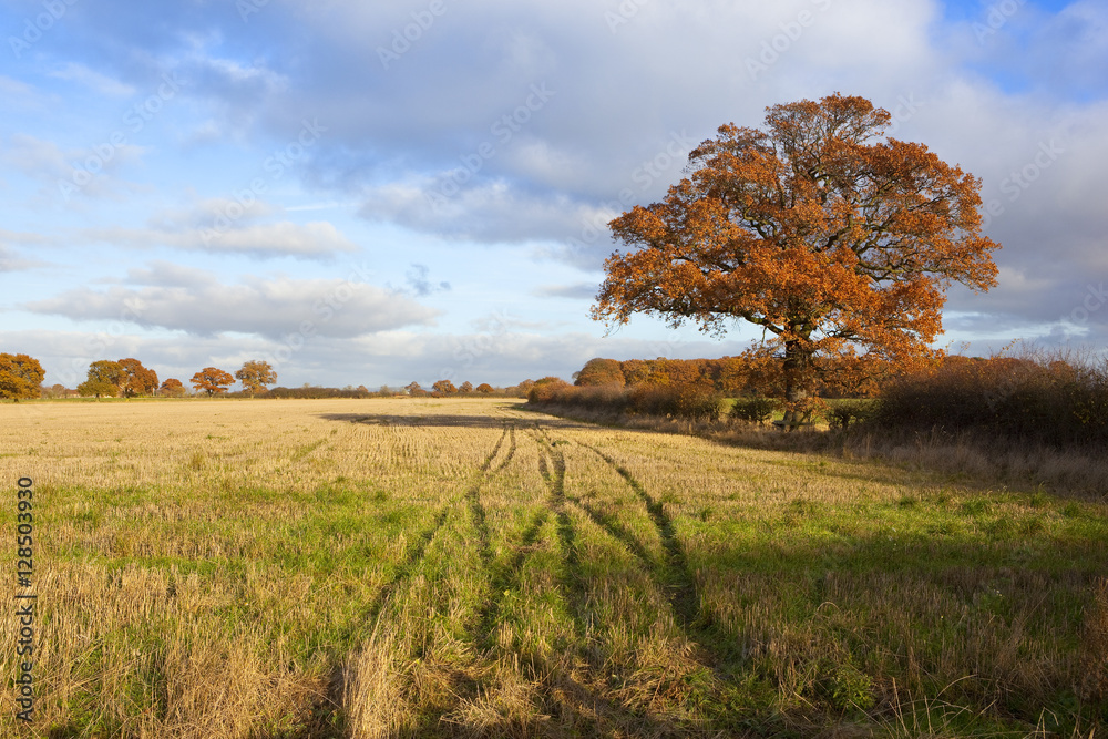 Fototapeta premium oak tree in autumn