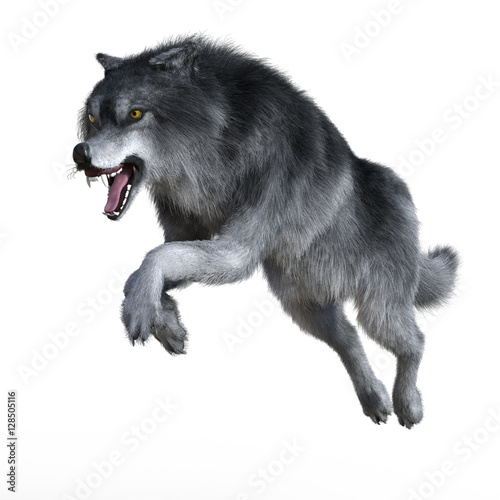 3d render of an angry jumping wolf during his hunt, isolated on white background