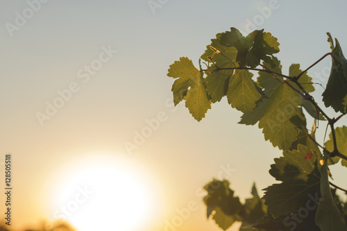 green vine photo