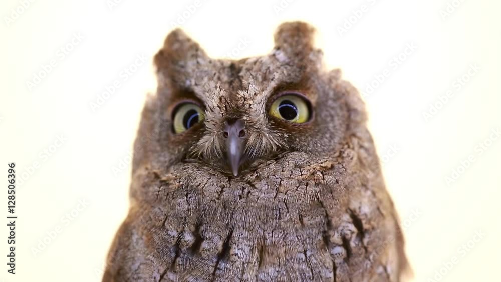 European scops owl on white screen European scops owl on white screen