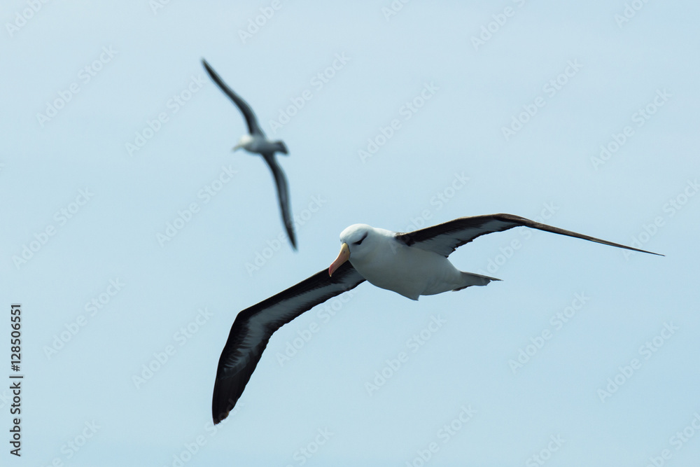 Obraz premium Gulls flying