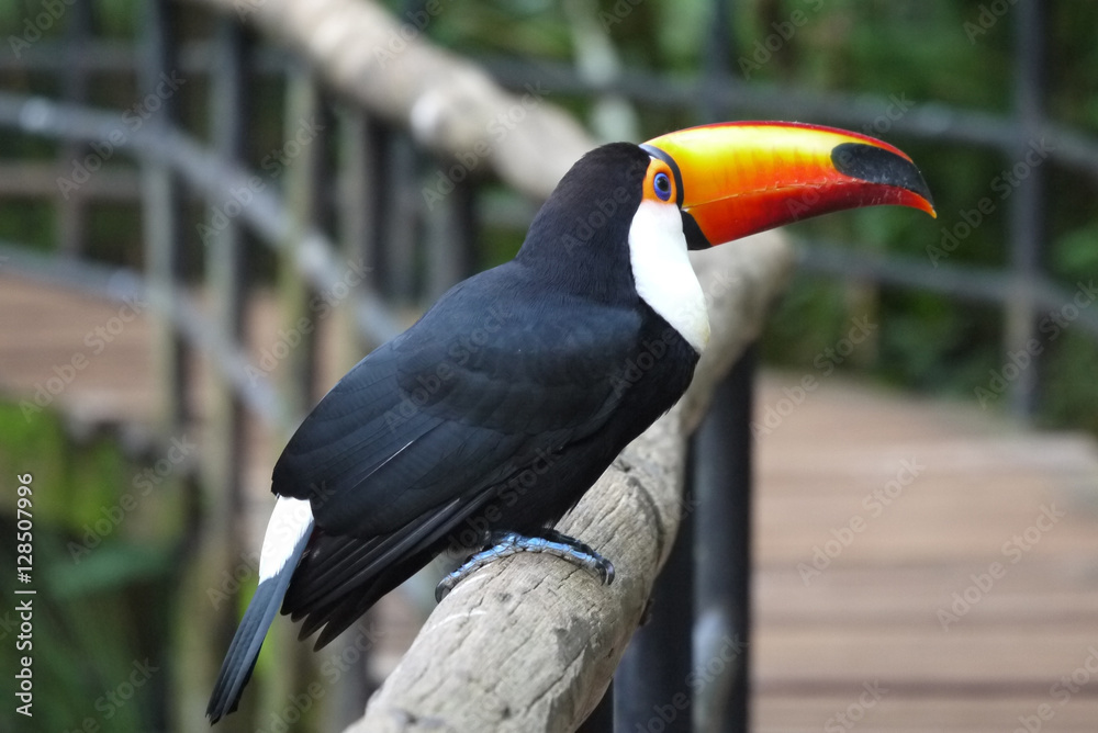 Naklejka premium Toucan