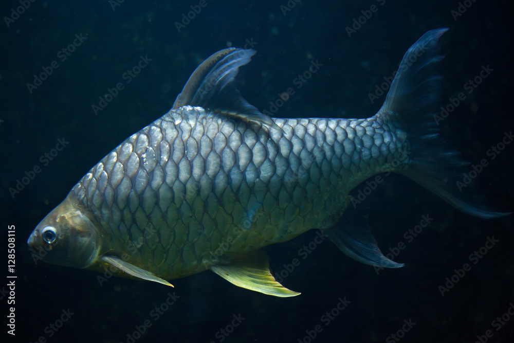 Java barb (Barbonymus gonionotus). Java barb (Barbonymus gonionotus).